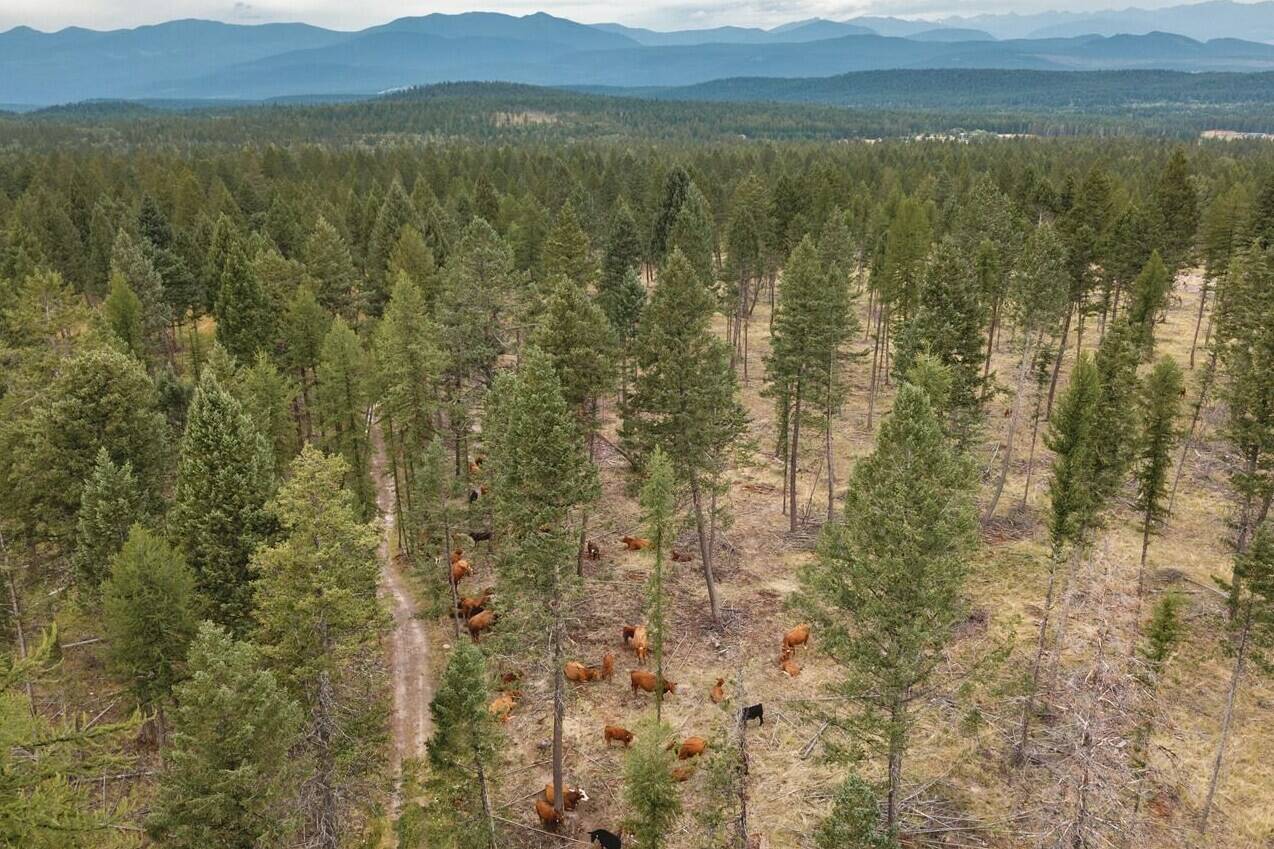 Cattle graze, as shown in this 2020 handout image, near Cranbrook as part of a program led by the B.C. Cattlemen’s Association to reduce the wildfire risk near communities. THE CANADIAN PRESS/HO-Columbia Basin Trust-Tyler Zhao