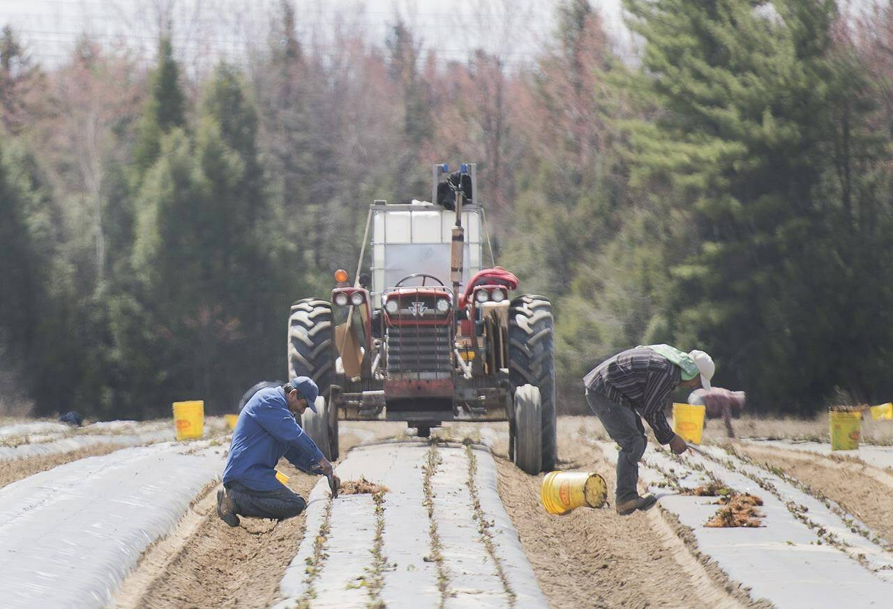 Temporary foreign workers from Mexico plant strawberries on a farm in Mirabel, Que., on May 6, 2020, as the COVID-19 pandemic continues in Canada and around the world. THE CANADIAN PRESS/Graham Hughes