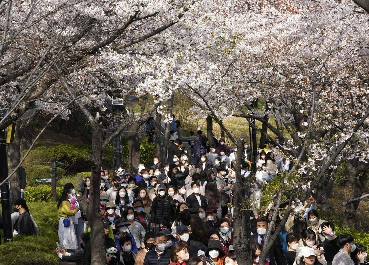 People wearing face masks as a precaution against the coronavirus walk under cherry blossoms in full bloom at a park in Seoul, South Korea, Wednesday, April 6, 2022. (AP Photo/Ahn Young-joon)