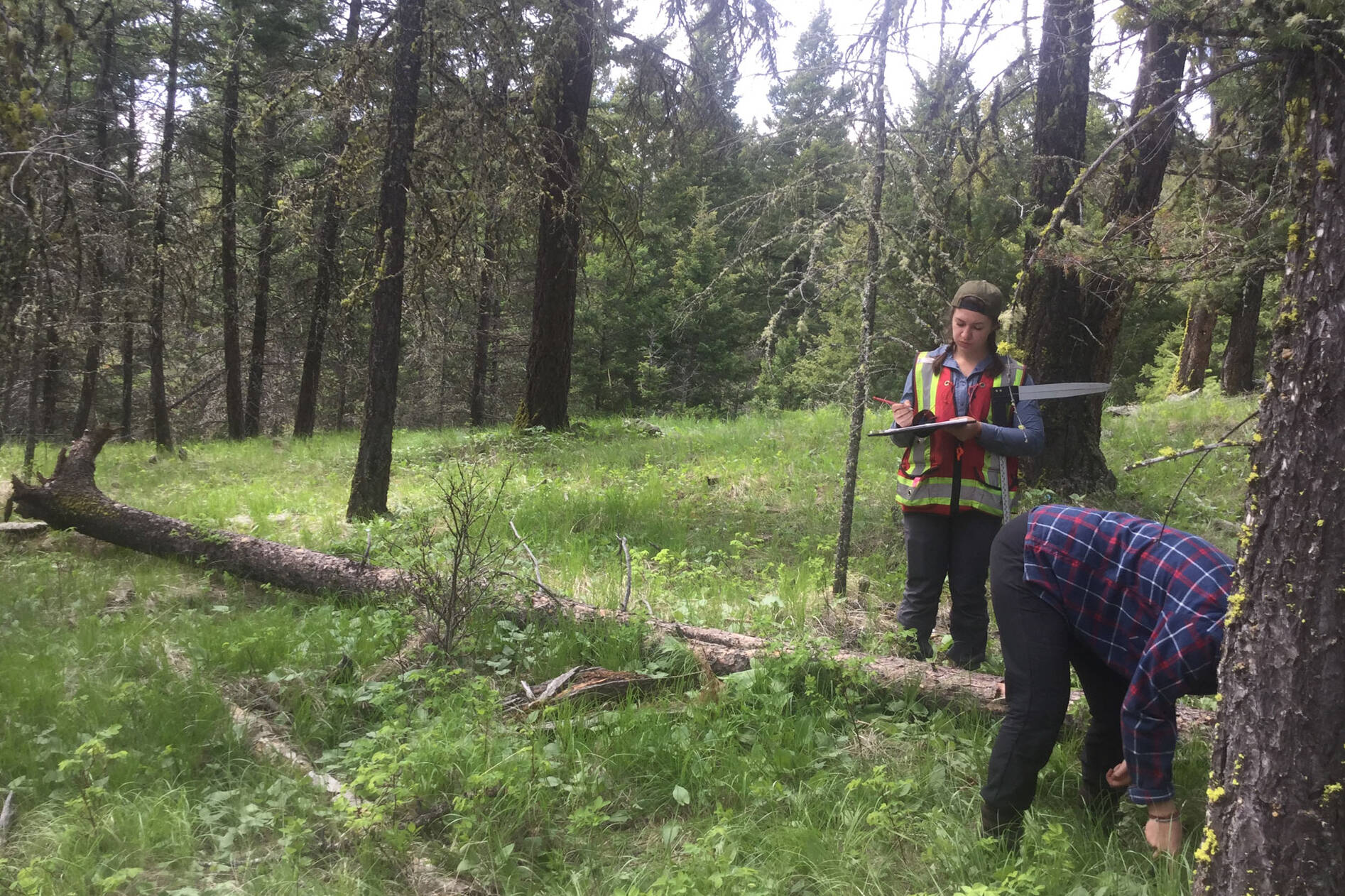 The mother tree experiment involves monitoring regrowth after selective harvesting in B.C. forests. (Submitted photo)