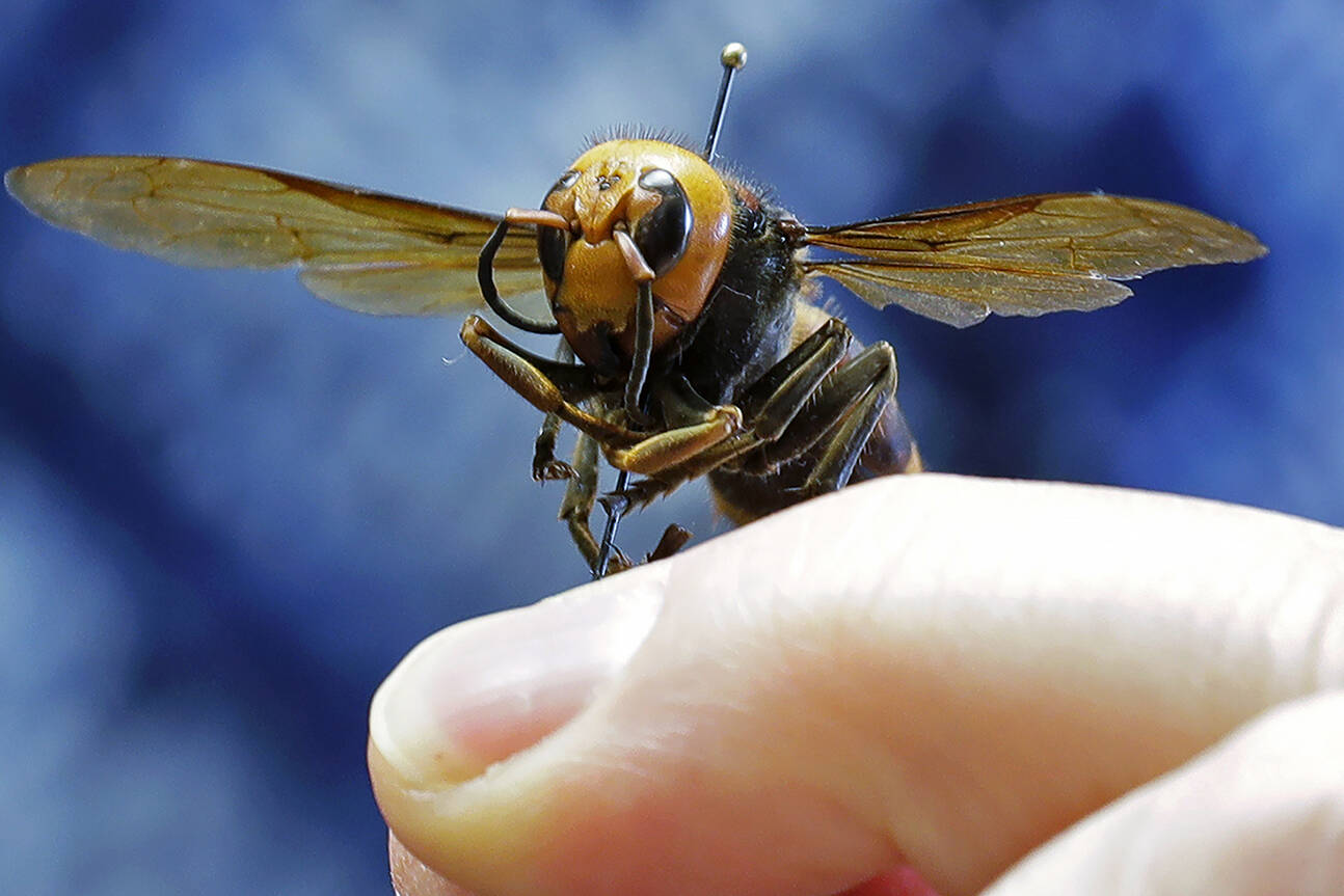 An Asian giant hornet from Japan is held on a pin by Sven Spichiger, an entomologist with the Washington state Dept. of Agriculture in Olympia, Wash. in May 2020. University of California researchers are now looking into using sex pheromones to trap male Asian giant hornets and reduce mating. (AP Photo/Ted S. Warren, File)