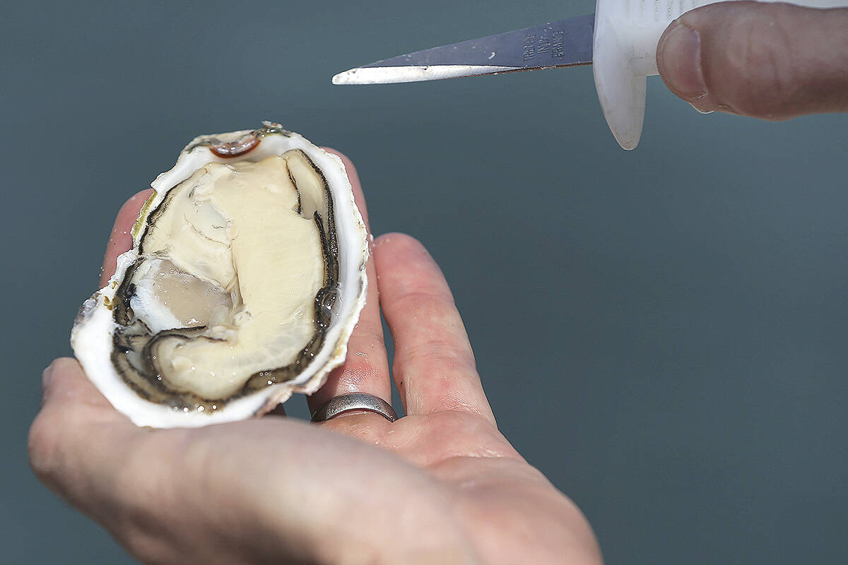 The Canadian Food Inspection Agency has recalled Union Bay Seafood Ltd. brand Pacific oysters due to a possible norovirus contamination. (AP File Photo)