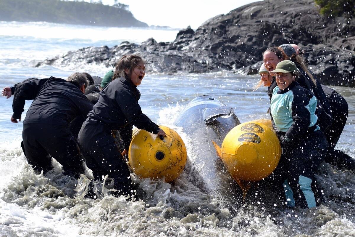 Nuchatlaht First Nation Judae Smith, left, yelps as a wave splashes the team during a marine mammal refloatation exercise at Cox Bay last week. (Nora O’Malley photo)