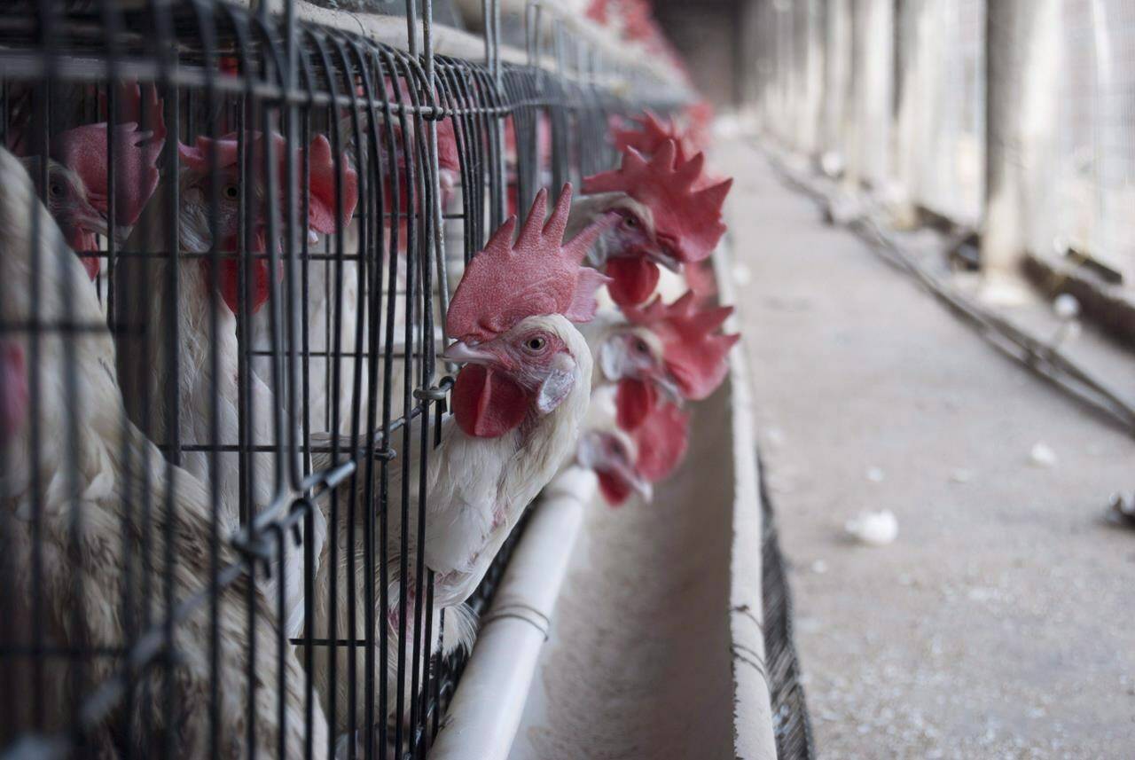 Chickens are shown at an egg-laying chicken farm in Amritsar, India on April 17, 2018. The Canadian Food Inspection Agency says bird flu has been found in Alberta poultry flocks and there are new cases in Ontario. THE CANADIAN PRESS/ Aleksandra Sagan