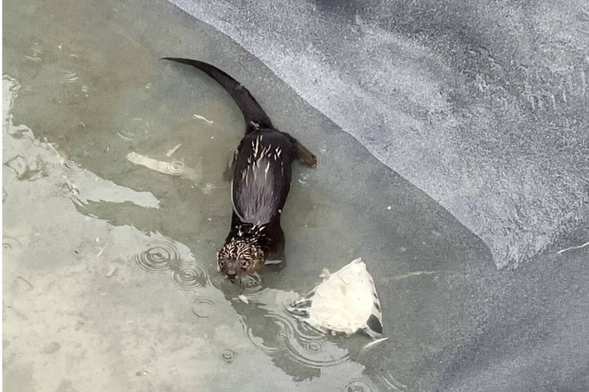 An otter got stuck in a pool at an oceanside property in the Comox Valley recently. The property’s tenants got creative to help the otter escape. Photo by Dawn Damilda