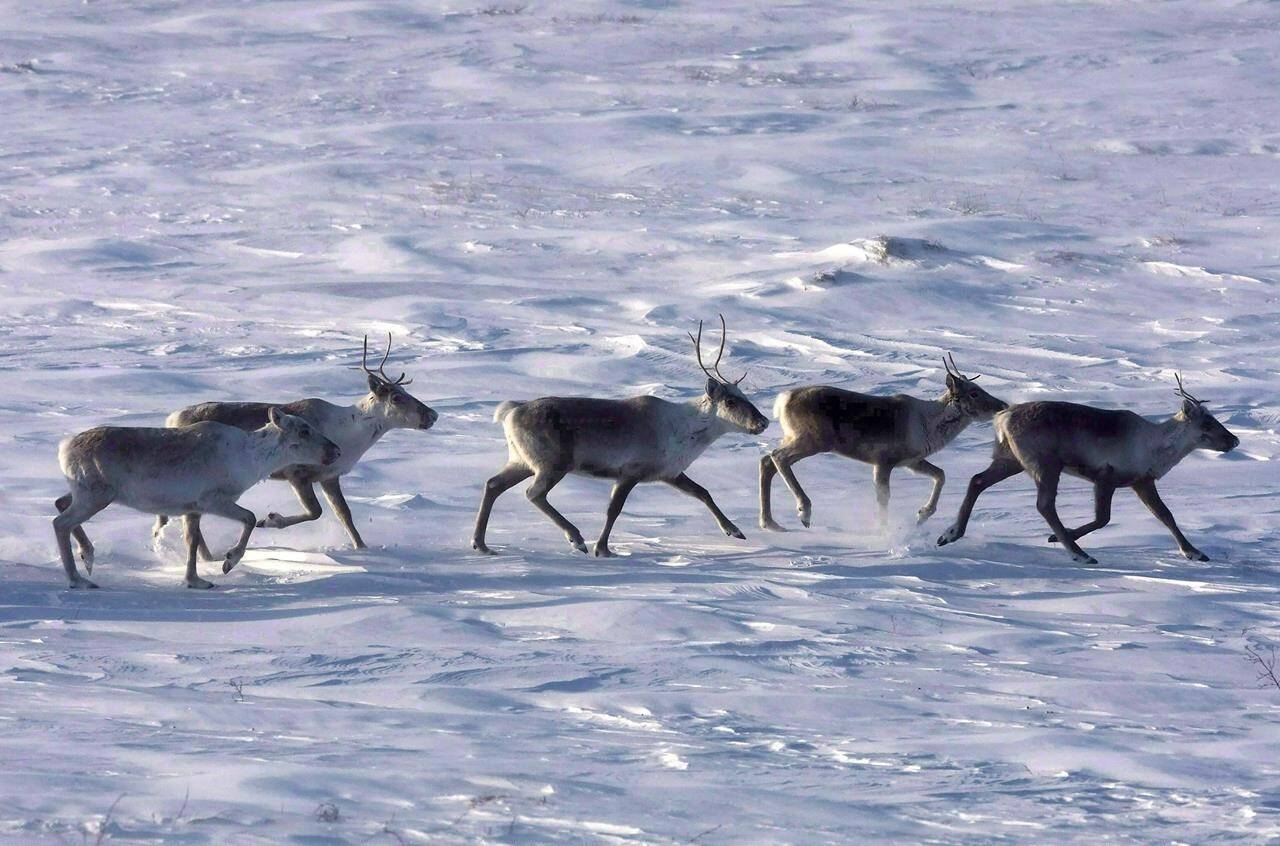 Wild caribou roam the tundra in Nunavut on March 25, 2009. The Alberta government has released recovery plans for two herds of threatened caribou in the province’s north. THE CANADIAN PRESS/Nathan Denette