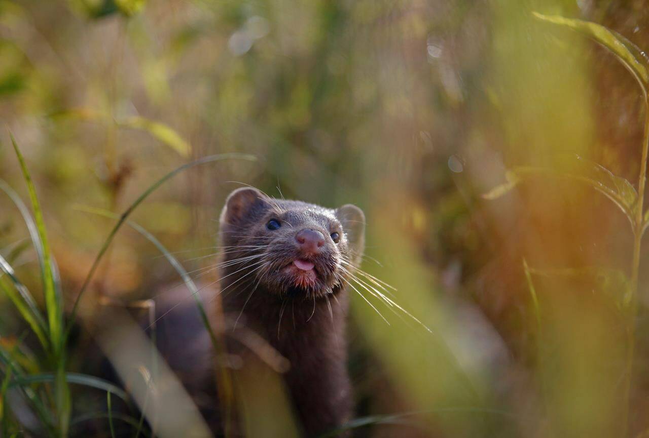 A mink sniffs the air as he surveys the river beach in search of food, in a meadow near the village of Khatenchitsy, Belarus, northwest of Minsk, Sept. 4, 2015. A B.C. Supreme Court justice denied a request by mink farmers for interim relief that would allow them to breed the animals while their court case against the province proceeds. THE CANADIAN PRESS/AP-Sergei Grits