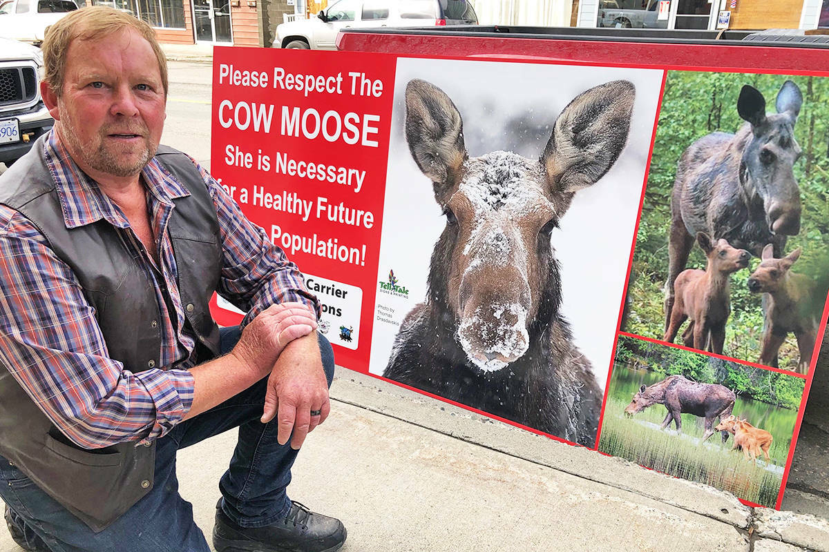 Cow Moose Sign Project founder Dan Simmons is still pressing the provincial government to stop the cow moose hunt. Currently the government issues about 400 LEH tags for cow moose in B.C. (Angie Mindus file photo - Williams Lake Tribune)