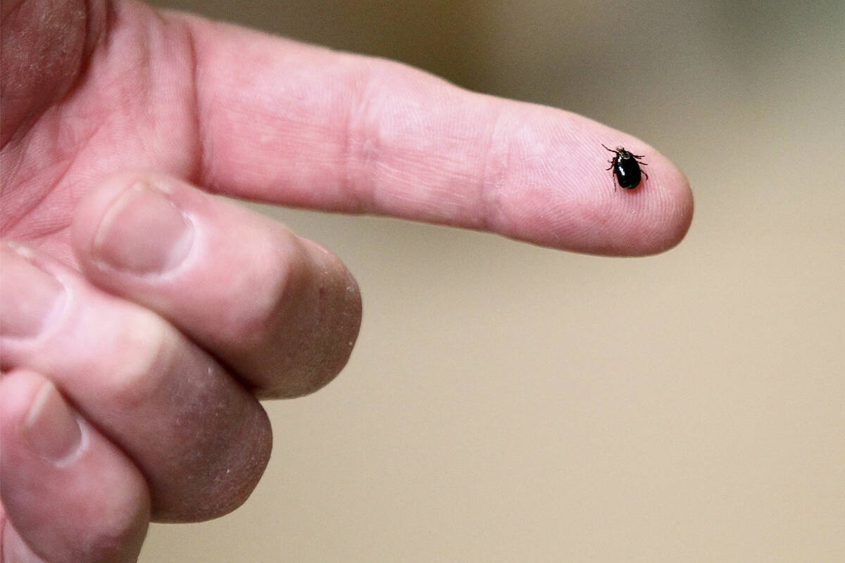 Incidents of Lyme disease remain low in B.C., but the BCCDC is remaining vigilant in their tracking of potential for infections across the province. (Paul Connors/The Sun Chronicle via AP)