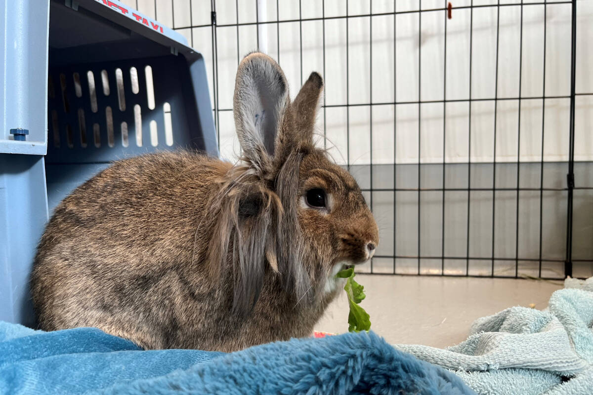 Surrey Animal Resource Centre officials are looking for foster families to help care for some of the abandoned bunnies currently housed at the Colebrook Road site. (Contributed photo)