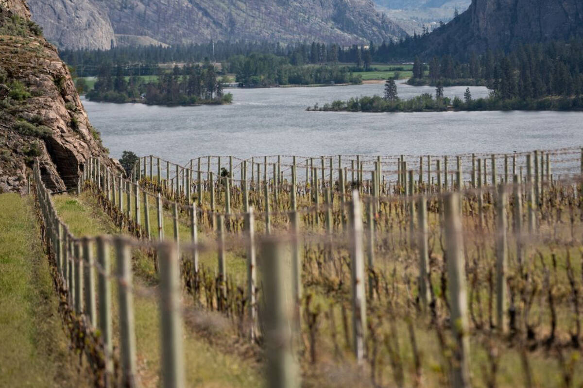 Blue Mountain Vineyards and Cellars in Okanagan Falls has decided not to bottle their 2021 vintage due to smoke taint caused by the Thomas Creek wildfire last summer. (Blue Mountain Chardonnay vines)