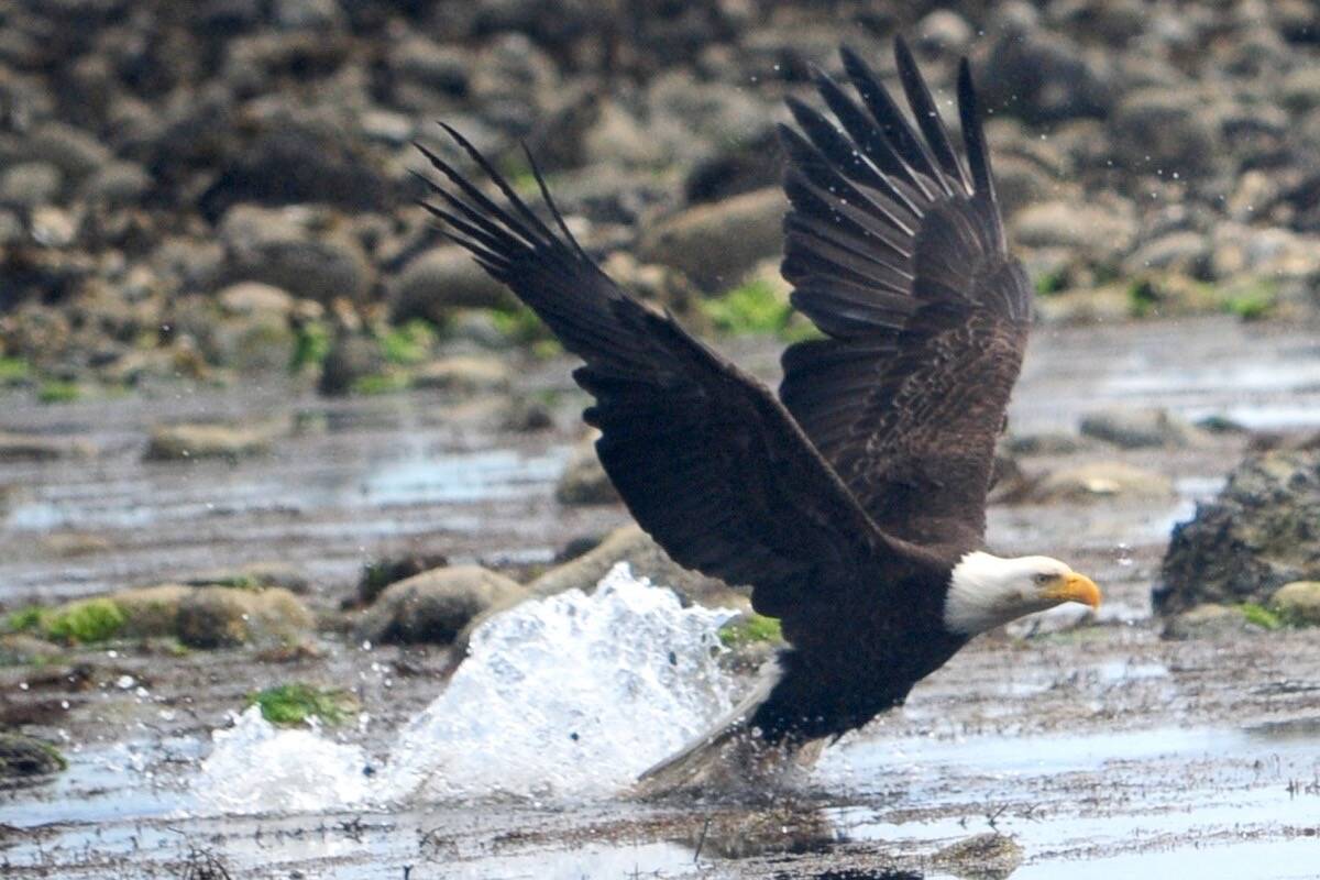 The goal to create a protected eagle reserve at the French Creek estuary will become a reality. (Michael Briones photo)