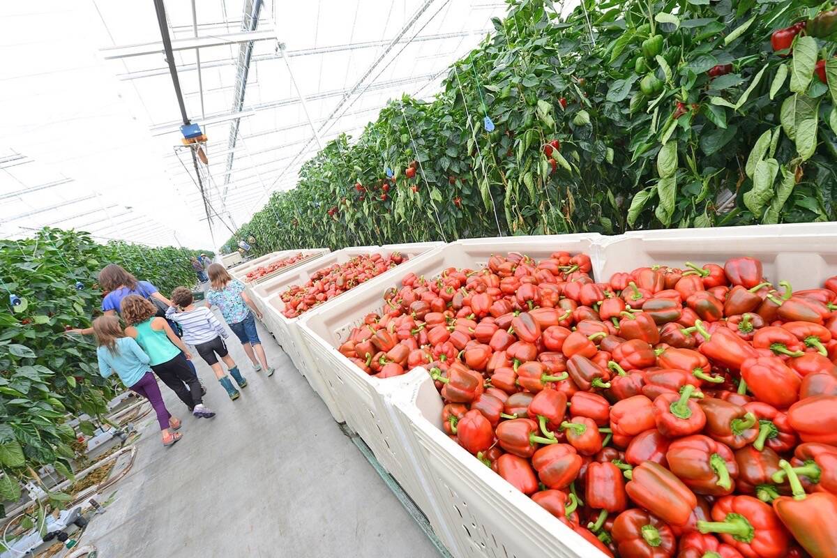 Vegetable greenhouse in South Surrey: . (File photo)
