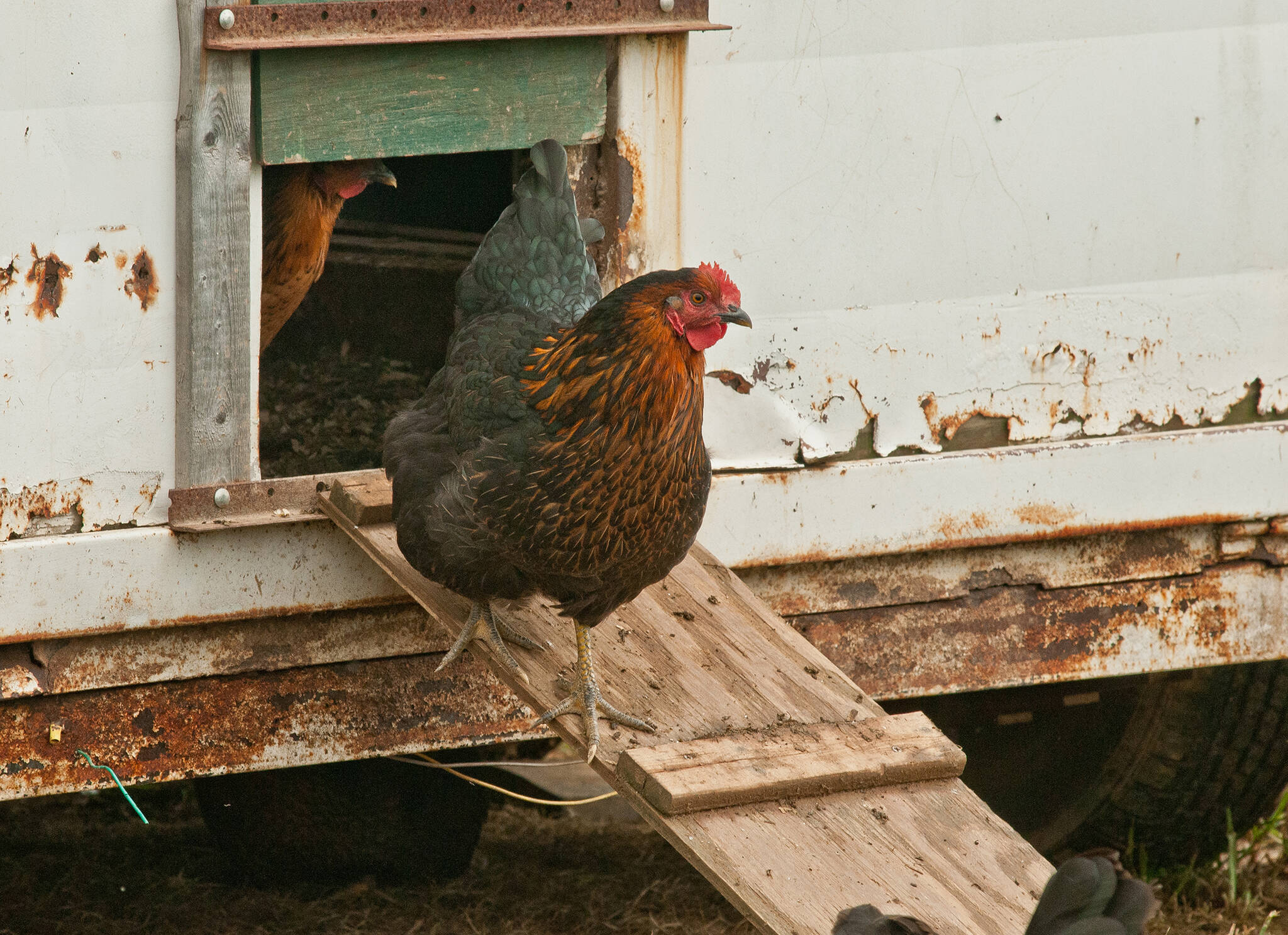 Cases of avian flu have been detected on certain poultry farms in six central Alberta counties. (File photo from flickr)