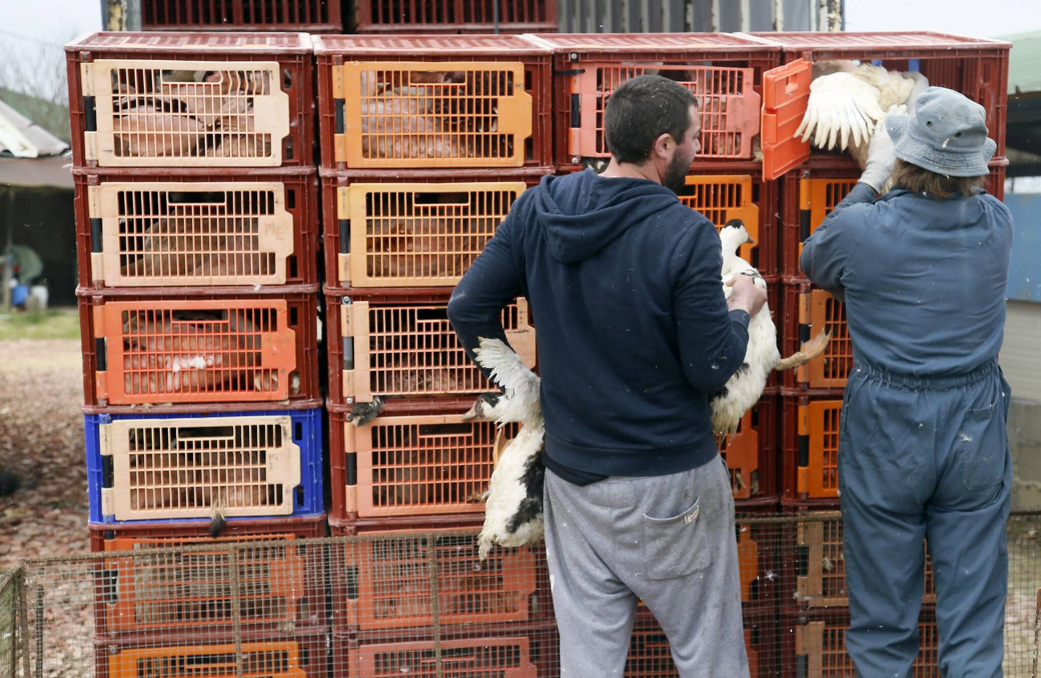 Duck breeders load ducks into a truck to bring them to a slaughterhouse at a poultry farm in Saint Aubin, southwestern France, Wednesday, Feb. 22, 2017. France’s agriculture ministry had ordered all remaining 360,000 ducks in a key poultry-producing region slaughtered to try to stem a growing outbreak of bird flu. (AP Photo/Bob Edme)