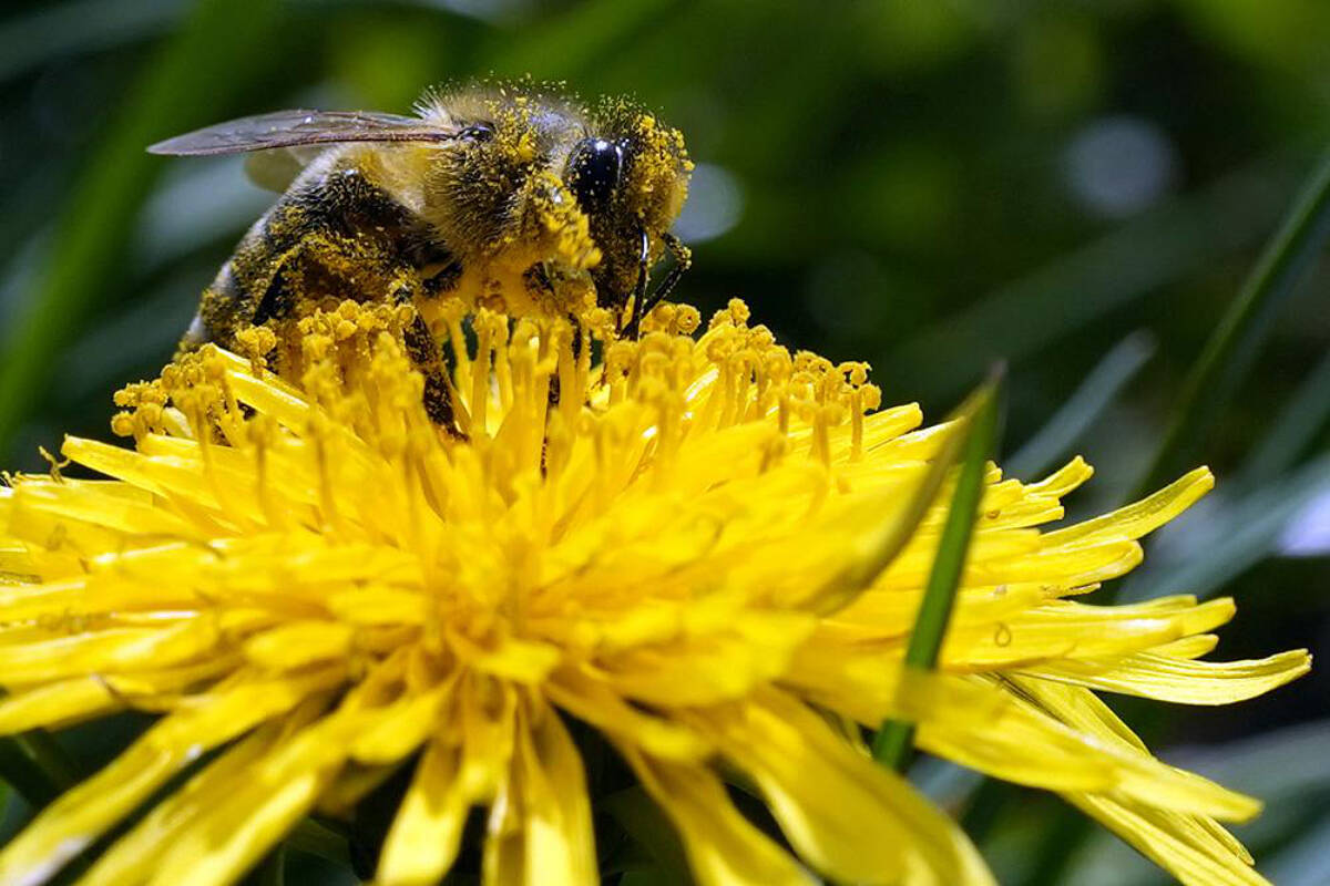 A bee searches for pollen on a flower during a sunny spring day in Belgrade, Serbia, Friday, April 8, 2022. A study published in the journal Nature on Wednesday, April 20, 2022 says habitat loss from big agriculture and climate change are combining to threaten the world’s insects. (AP Photo/Darko Vojinovic)