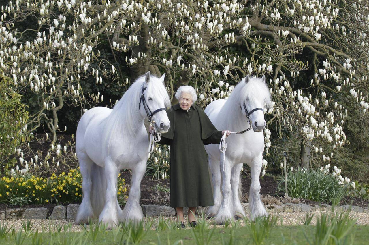 In this photo released by Royal Windsor Horse Show on Wednesday, April 20, 2022 and taken in March 2022, Britain’s Queen Elizabeth II poses for a photo with her Fell ponies Bybeck Nightingale, right, and Bybeck Katie on the grounds of Windsor Castle in Windsor. Queen Elizabeth II is marking her 96th birthday privately on Thursday, retreating to the Sandringham estate in eastern England that has offered the monarch and her late husband, Prince Philip, a refuge from the affairs of state. (henrydallalphotography.com/Royal Windsor Horse Show via AP)