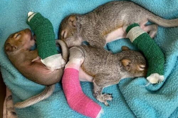 A trio of baby squirrels is healing at the Wild Animal Rehabilitation Centre in Metchosin. (BC SPCA photo)
