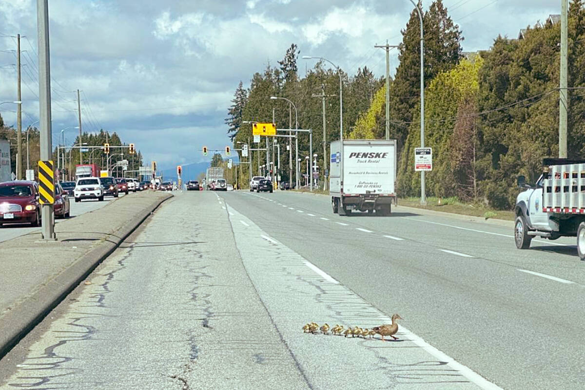 A family of ducks crossed Lougheed Highway with the help of a good samaritan on Tuesday. (Monique Patton/Special to The News)