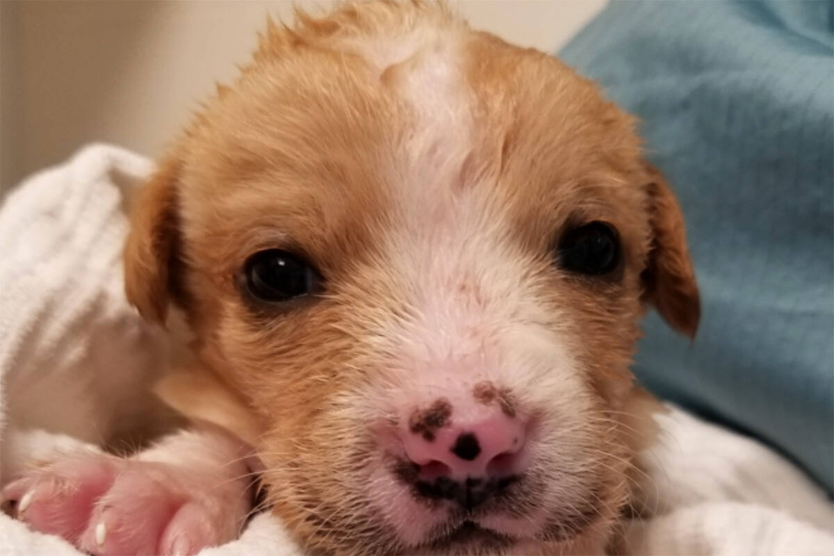 The BC SPCA’s South Peace centre is caring for 21 new puppies and a mother after they were found abandoned on someone’s property. (Courtesy BC SPCA)