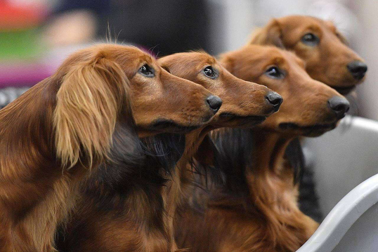 FILE - Dachshund dogs wait in a box before competition at a dog show in Dortmund, Germany, on Friday, Oct. 13, 2017. Research released on Thursday, April 28, 2022, confirms what dog lovers know _ every pup is truly an individual. A new study has found that many of the popular stereotypes about the behavior of specific breeds aren’t supported by science. (AP Photo/Martin Meissner, File)
