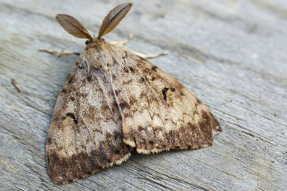 An adult male gypsy moth. (Government of B.C.)