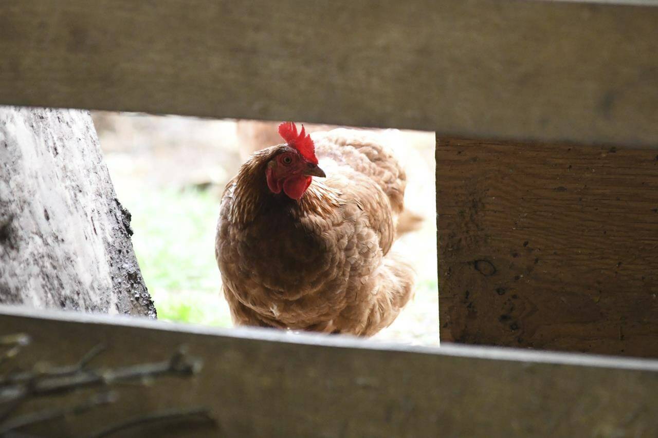 A chicken looks in the barn at Honey Brook Farm in Schuylkill Haven, Pa., on Monday, April 18, 2022. The Canadian Food Inspection Agency says bird flu has been found in three more communities in Alberta. THE CANADIAN PRESS/Lindsey Shuey-Republican-Herald via AP