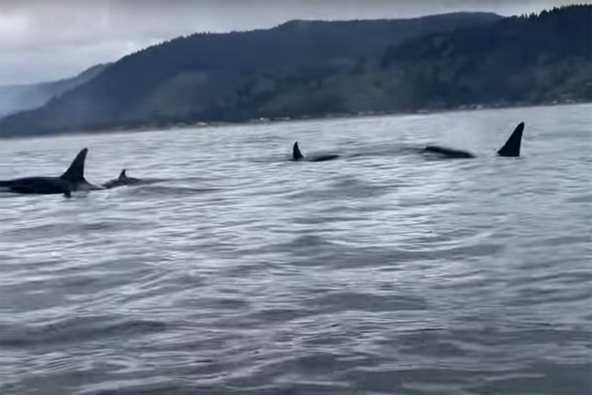 A screenshot from a YouTube video shot by John Goodell appears to show a very young calf (second from left) swimming alongside members of the southern resident killer whale’s K-pod. (John Goodell/YouTube)