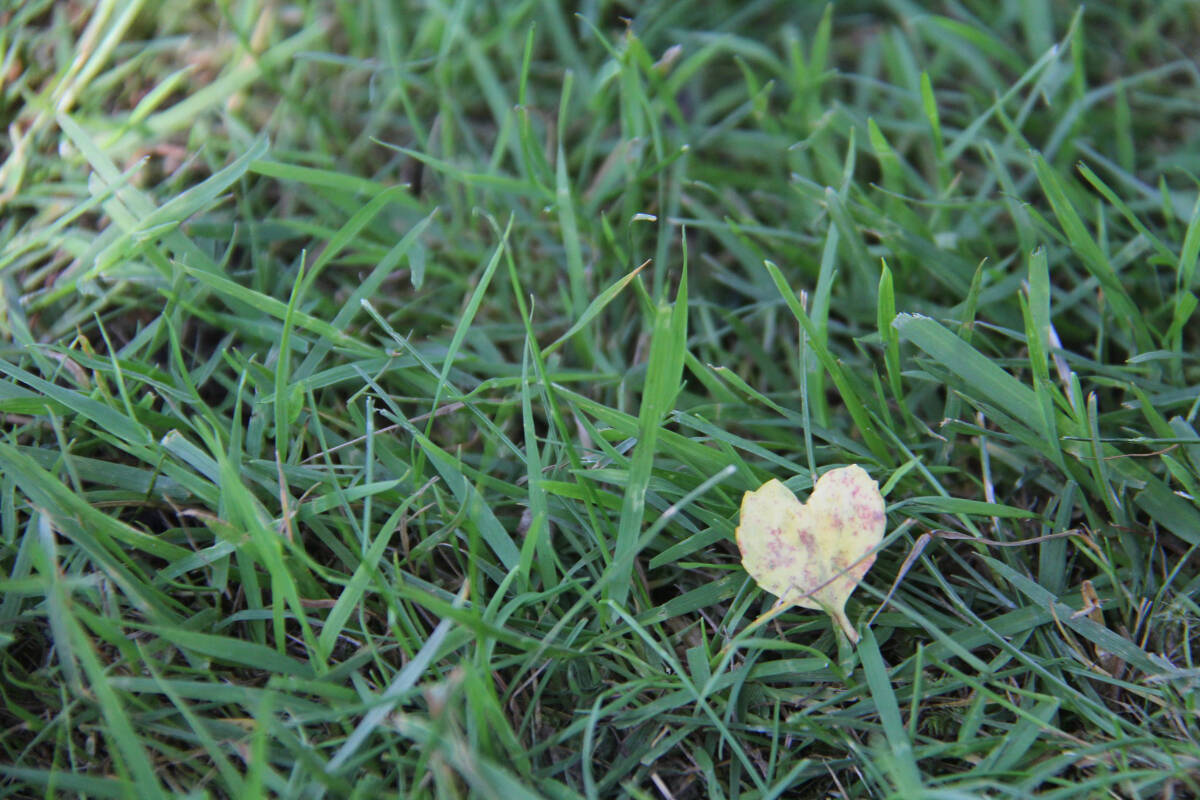 While some people may participate in No Mow May, the Nature Conservancy of Canada urges everyone to take the next step in naturalizing backyards or balconies. (Christine van Reeuwyk/News Staff)