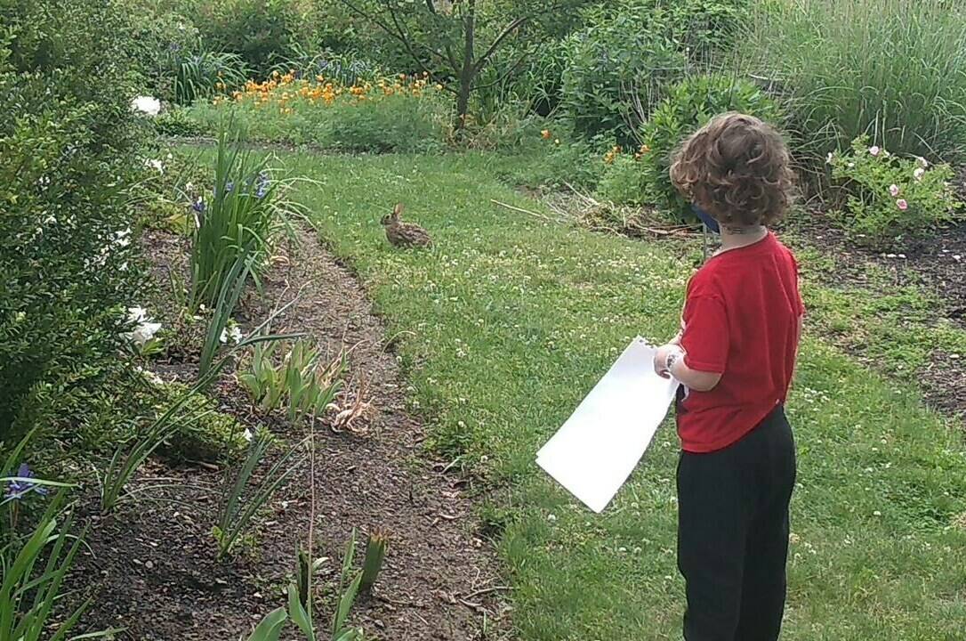 This 2021 image provided by LeighAnn Ferrara shows Ferrara’s young son as he watches a rabbit on a grassy patch of his White Plains, N.Y., yard, which is surrounded by planting beds of flowers, vegetables and trees. Many people are converting parts of their grass lawns into more diverse plantings. (LeighAnn Ferrara via AP