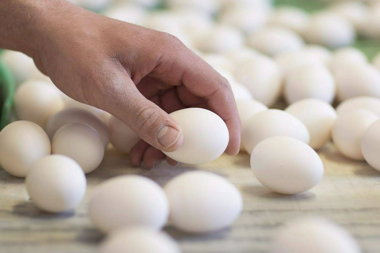 A farmer sorts through eggs as they exit the hen barn at an egg farm in West Lincoln, Ont., on Monday, March 7, 2016. Canadian poultry and egg producers have now lost more than 1.7 million birds to a highly contagious strain of avian influenza. THE CANADIAN PRESS/Peter Power