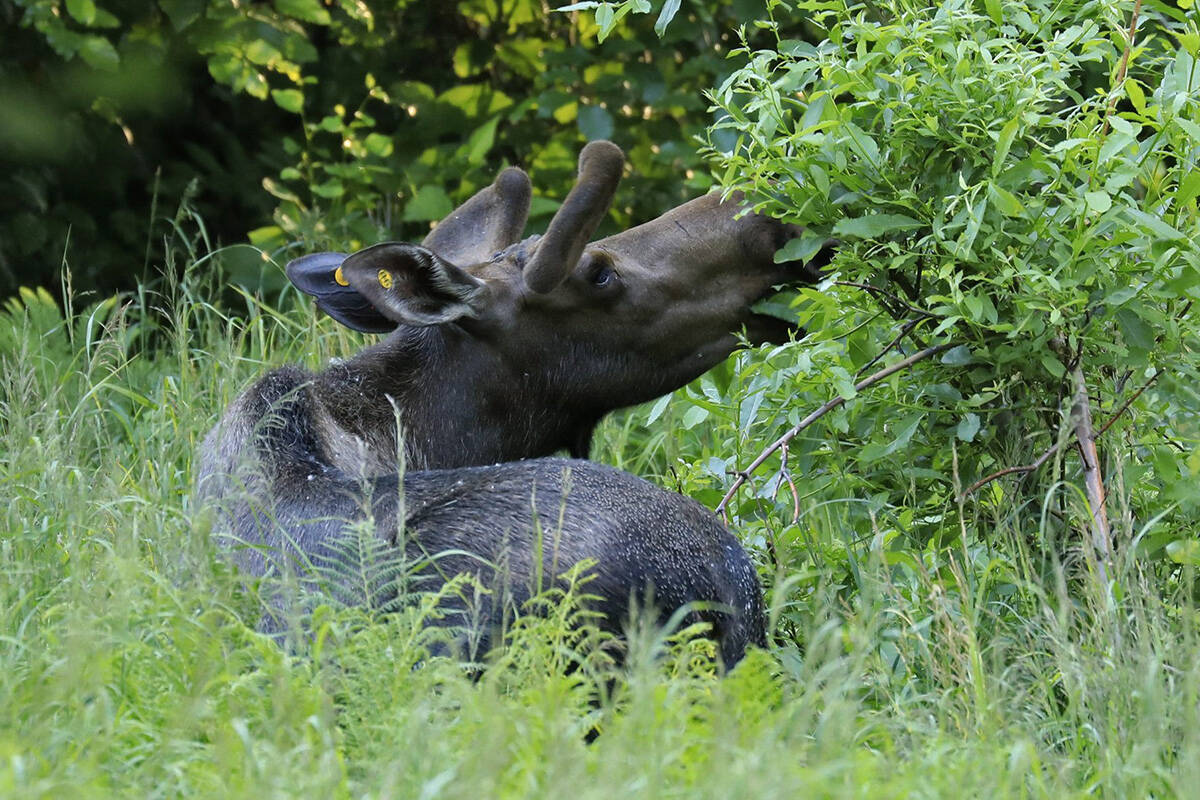 A Central Alberta woman posted a video of a moose charging her and her dogs at Three Mile Bend in Red Deer online earlier this week. (File photo by The Associated Press)