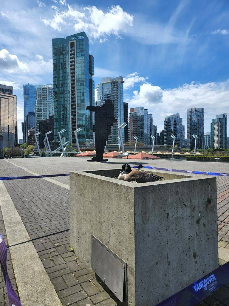 A soon-to-be mother goose, shown in a handout photo, will nest safely this Mother’s Day thanks to the efforts of a convention centre and helicopter company. The Vancouver Convention Centre says in a release that it has blocked off an area on its Pacific Terrance next to its Digital Orca statue after the Canada goose chose it as a spot to lay her eggs. THE CANADIAN PRESS/HO-Vancouver Convention Centre