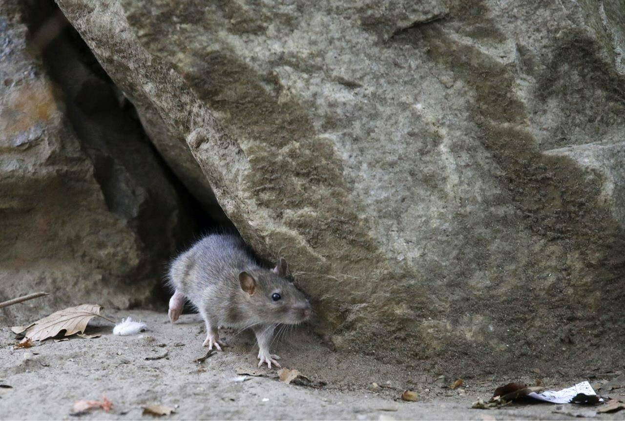 A rat leaves its burrow at a park in New York City on Sept. 17, 2015. So far this year, people have called in some 7,100 rat sightings — that’s up from about 5,800 during the same period last year, and up by more than 60% from roughly the first four months of 2019, the last pre-pandemic year. ( AP Photo/Mary Altaffer, File)