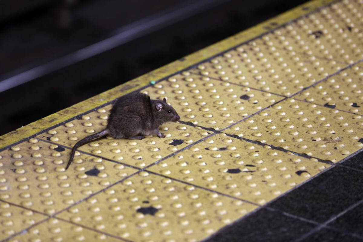 A rat crosses a Times Square subway platform in New York on Jan. 27, 2015. So far this year, people have called in some 7,100 rat sightings — that’s up from about 5,800 during the same period last year, and up by more than 60% from roughly the first four months of 2019, the last pre-pandemic year. (AP Photo/Richard Drew, File)