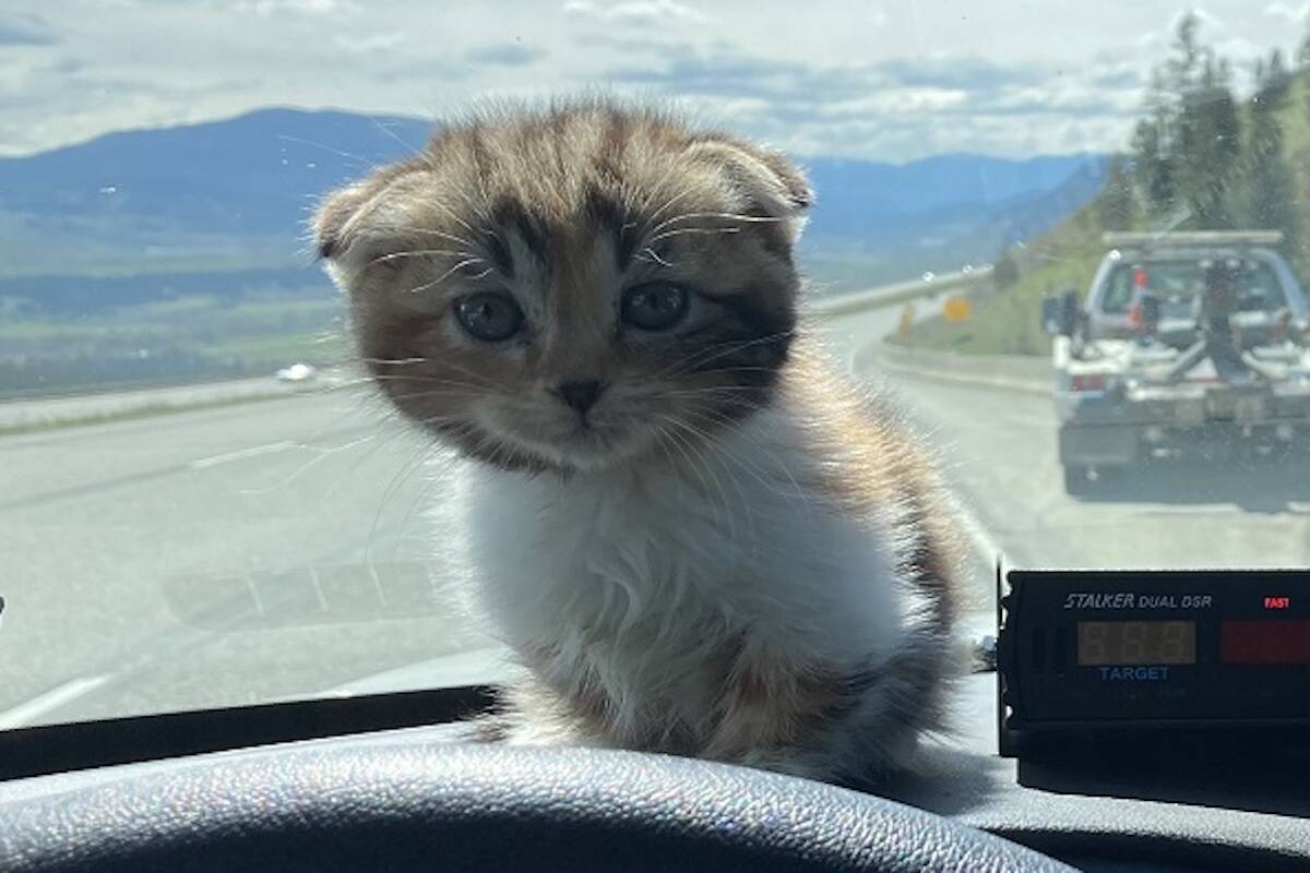 Kitten survives car crash on Coquihalla Highway May 6, 2022 (Contributed)