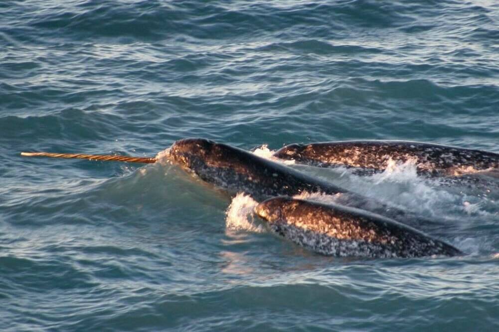 A pod of narwhals surfaces in northern Canada in this August 2005 file photo provided by the National Oceanic and Atmospheric Administration. Inuit hunters fear an upcoming ruling on an Arctic mine expansion could hasten the ongoing decline of a narwhal population that they rely on for food. THE CANADIAN PRESS/AP-Kristin Laidre, NOAA