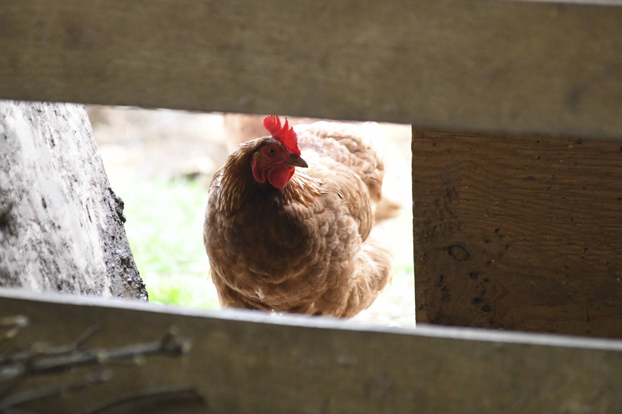 A chicken looks in the barn at Honey Brook Farm in Schuylkill Haven, Pa., on Monday, April 18, 2022. The state Department of Agriculture confirmed a case of avian influenza in Lancaster County on Saturday. (Lindsey Shuey/Republican-Herald via AP)
