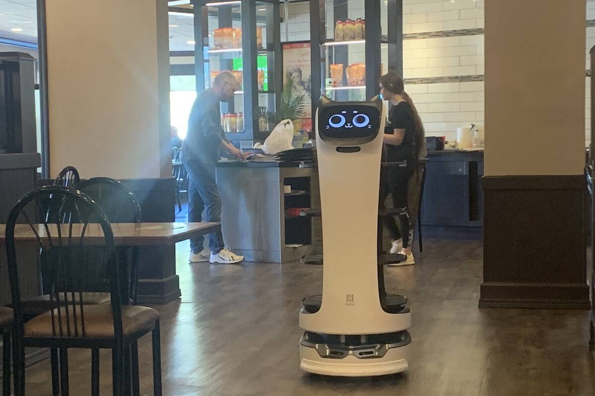BellaBot joined the Smitty’s in Kelowna May 2022 to help staff in seating patrons and shuttling plates (Brittany Webster/Capital News)