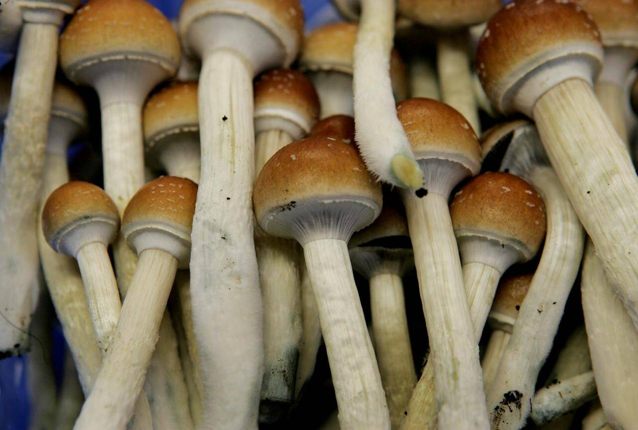 In this Aug. 3, 2007, file photo, magic mushrooms are seen in a grow room at the Procare farm in Hazerswoude, central Netherlands. The Supreme Court of Canada has restored the acquittal of a Calgary man who attacked a woman while he was high on magic mushrooms. THE CANADIAN PRESS/AP-Peter Dejong
