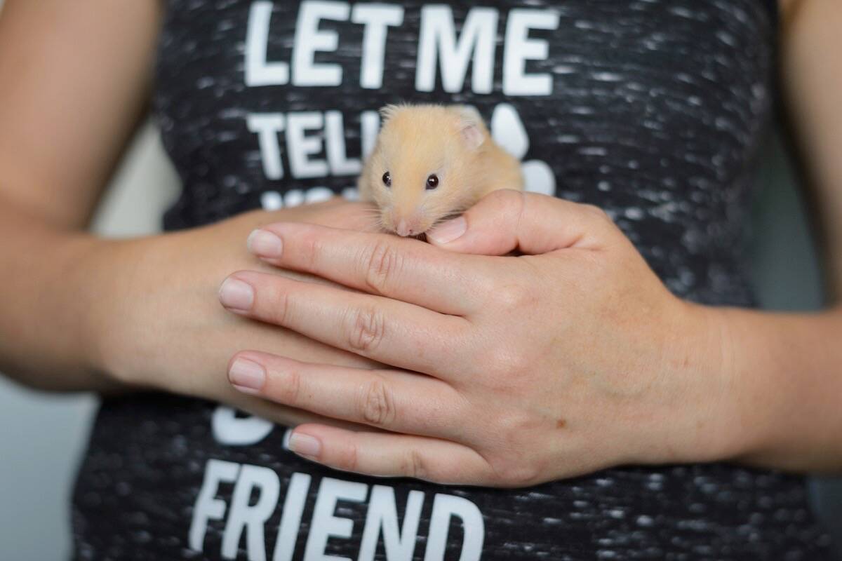 How can you resist this face? Hamsters are one of the small animals available through the BC SPCA’s ‘Little Creatures, Big Hearts’ pay-as-you-can promotion through May 31. (Photo credit: BC SPCA)