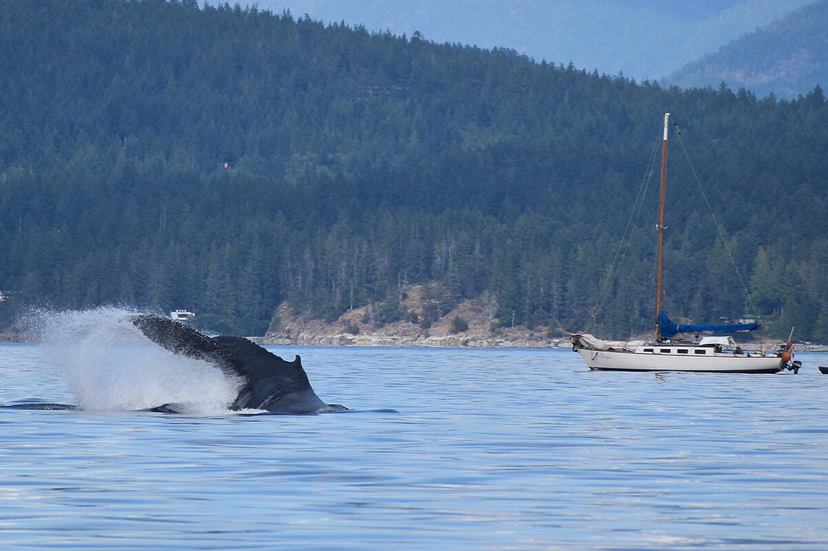 Citizen scientists in the Gulf Islands are worried humpback whales are being stressed by too much time with whale watching vessels. (Black Press Media file photo)