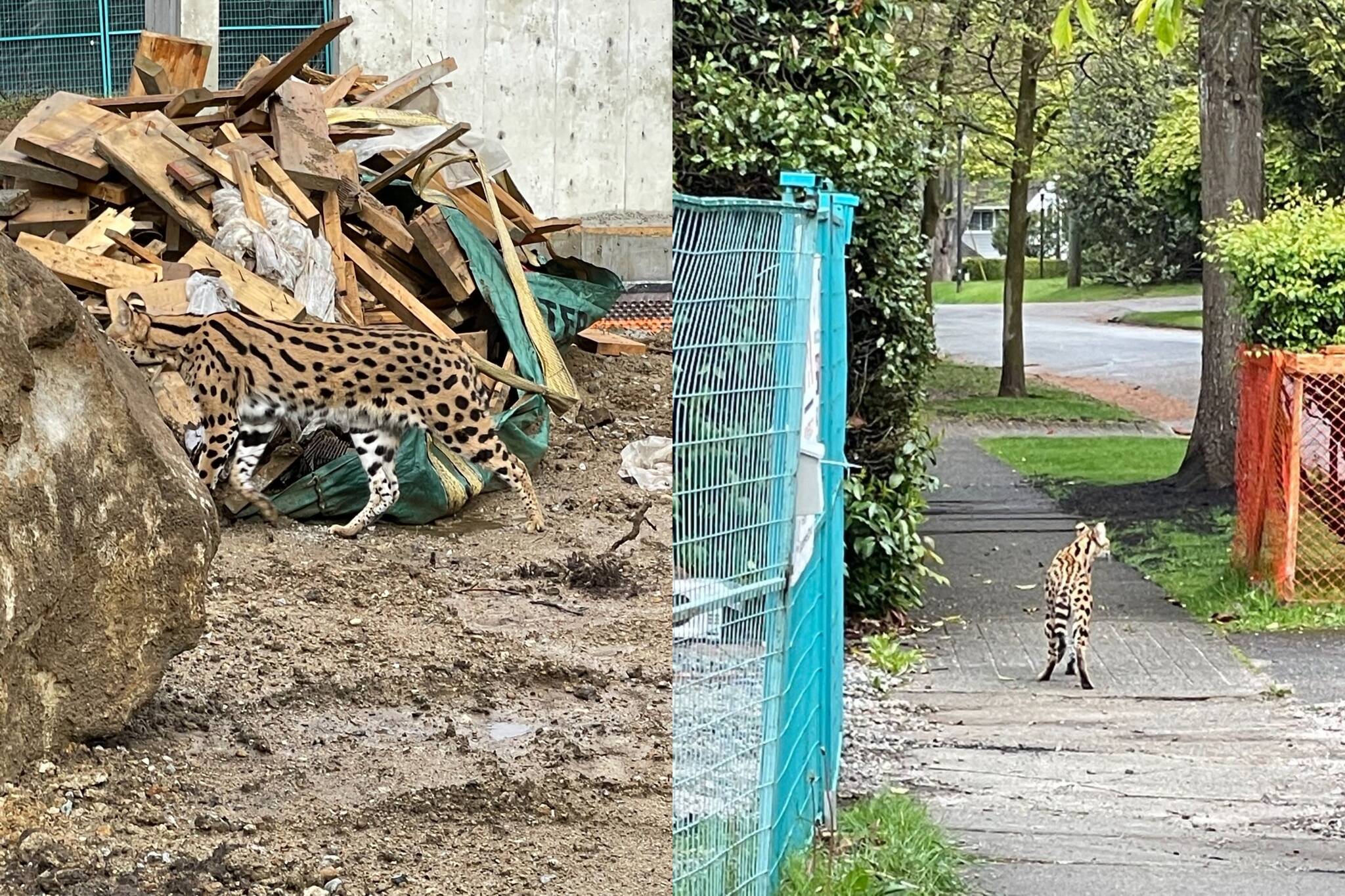 Savannah Cat spotted in Vancouver on Wednesday, May 18, 2022. (BC COS handout photos)