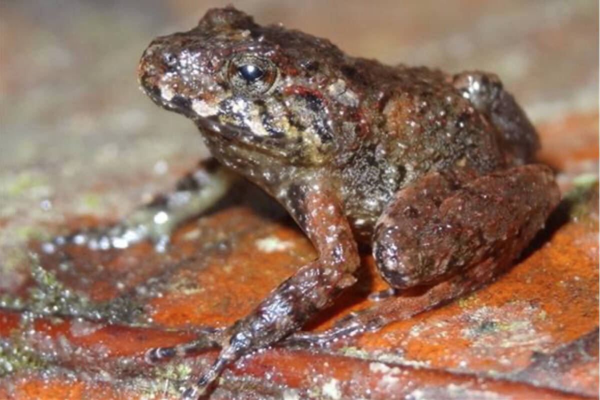 A Miles’ robber frog, endemic to Honduras and thought to be extinct but was rediscovered in 2008. (Tom Brown photo)