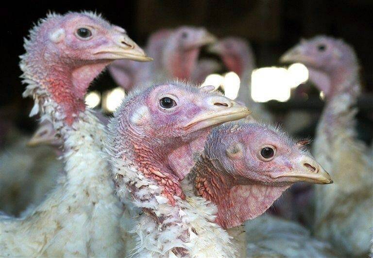 Turkeys are pictured at a farm near Sauk Centre, Minn., on Nov. 2, 2005. The Canadian Food Inspection Agency has confirmed the presence of highly pathogenic avian influenza in a small flock of poultry in Richmond, B.C. THE CANADIAN PRESS/AP-Janet Hostetter
