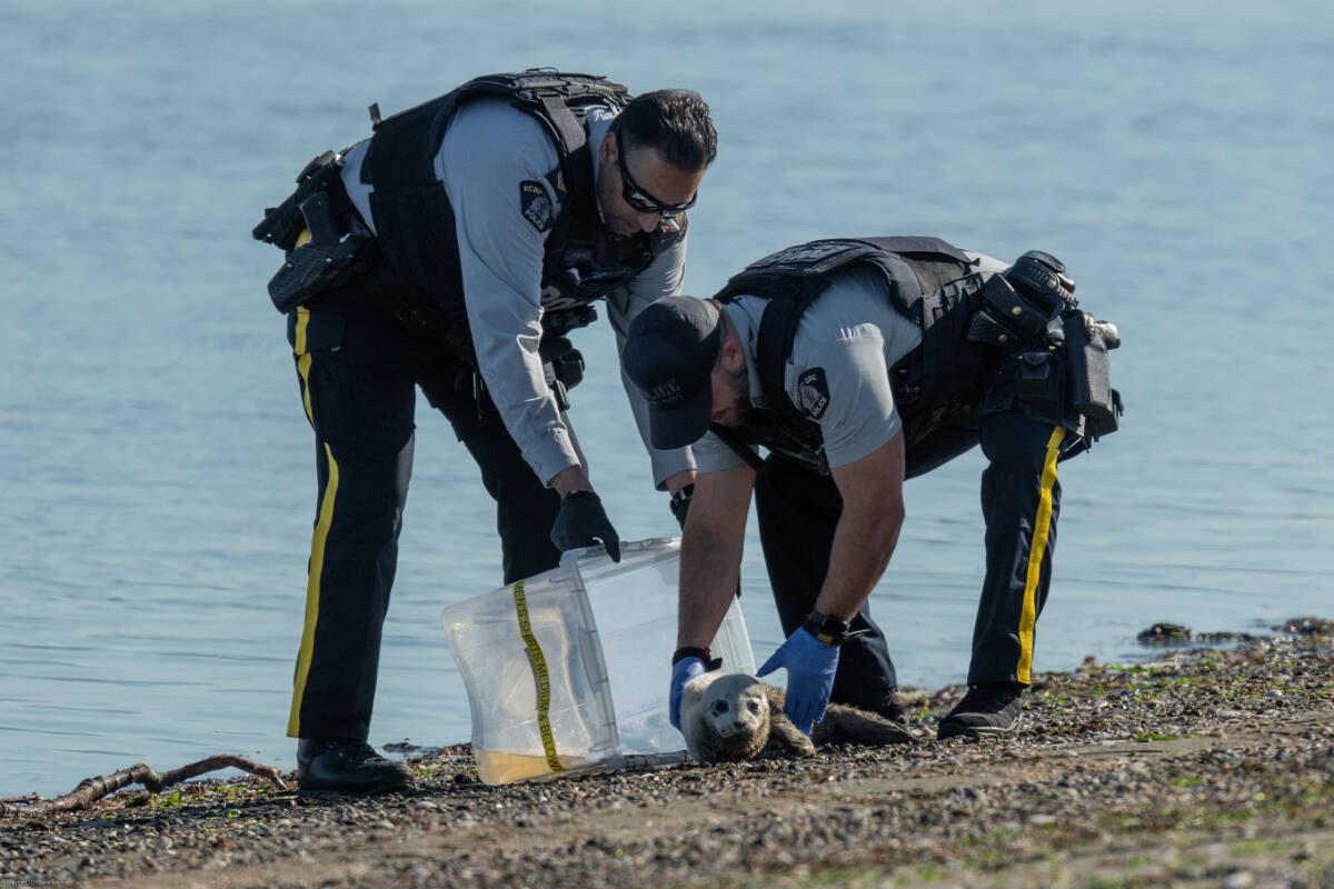 Surrey RCMP were called to help after a newborn seal was found alone on the beach at Blackie Spit on Sunday (May 22, 2022). (Glenn Petersen photo)