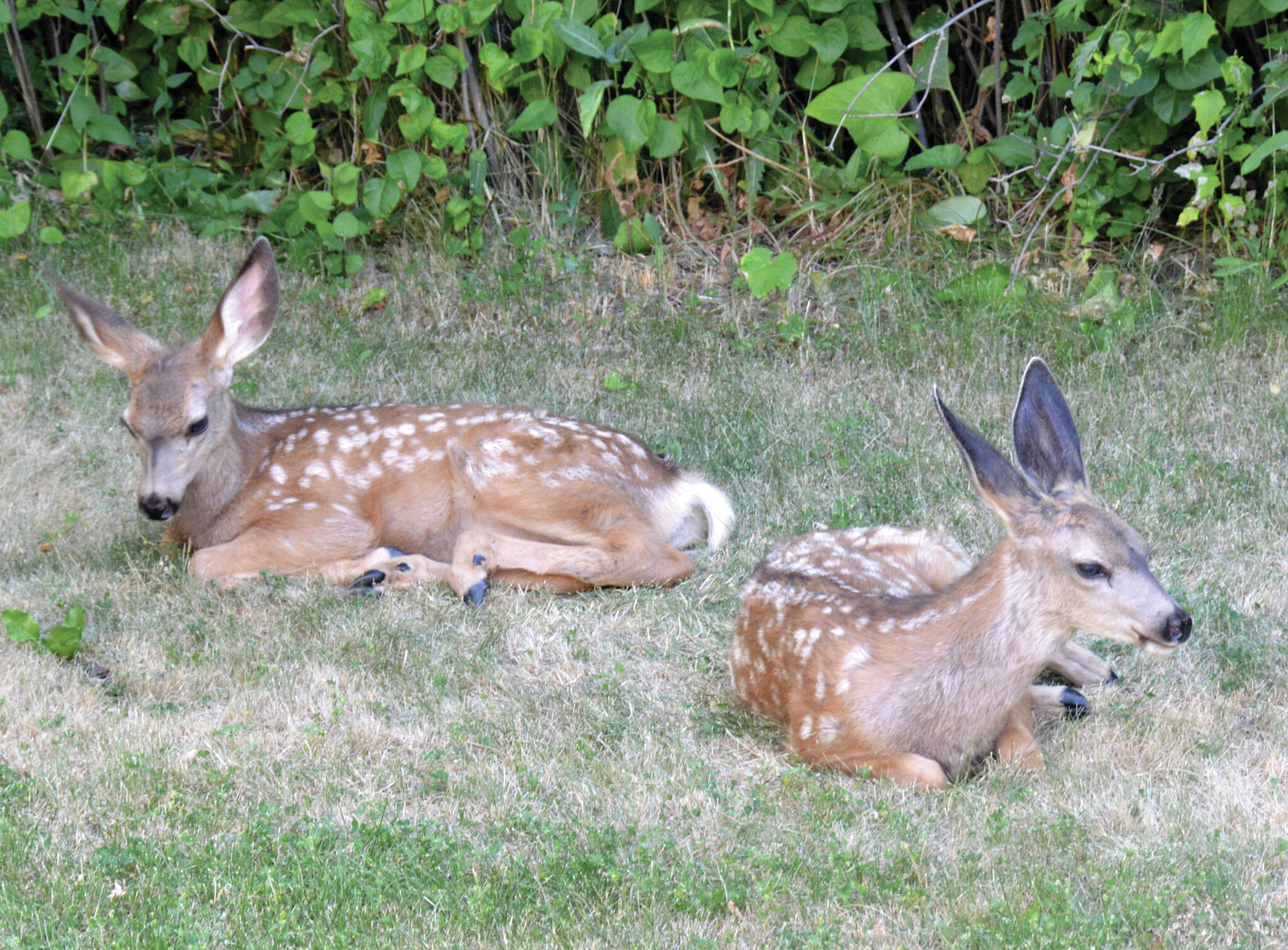 Deer are fawning now, within communities and in the wild. Give fawns a wide berth even if you don’t see the doe around says WildSafeBC. Bulletin file.