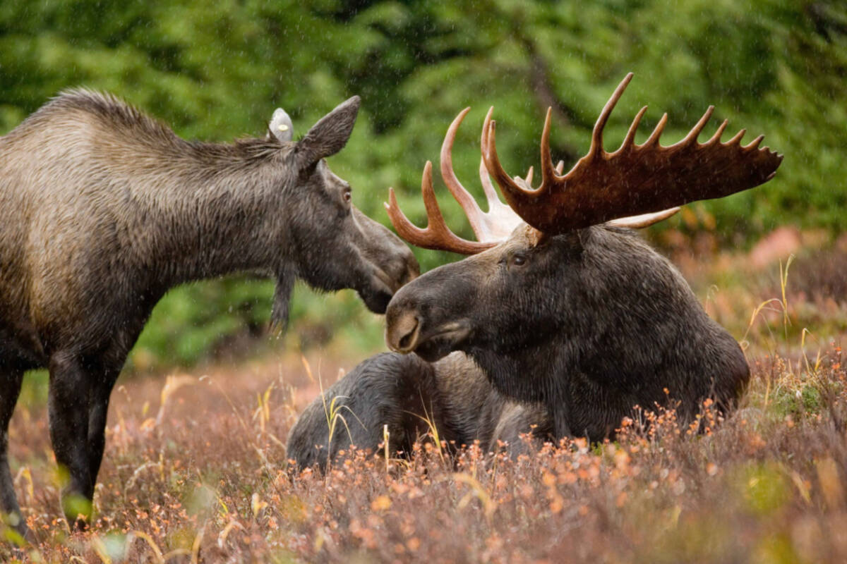 New regulations will impact moose hunting in the Peace region, among other changes. (File photo)
