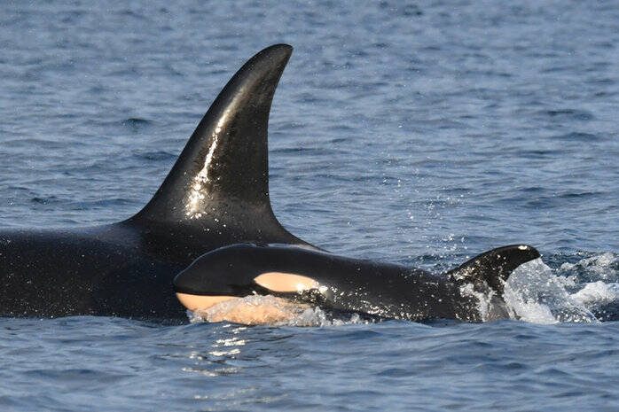 A new calf was discovered in J-pod on March 1. Researchers have since determined it’s a girl. (Courtesy Center for Whale Research)