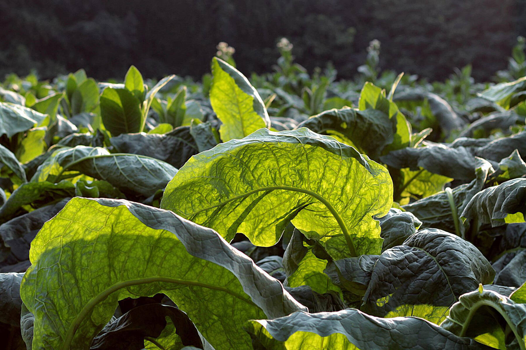 Do you know which area in Canada is the country’s primary tobacco growing region? (Pixabay.com)